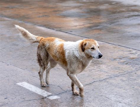 20 Ways to Help Stray Animals on Your Travels - Passing Thru - For the