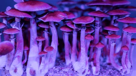 What Are Magic Mushrooms The Magic Mushroom Company