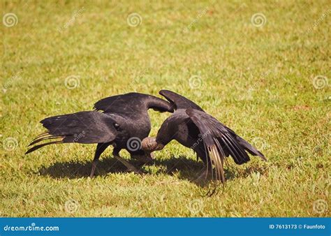 Two Black Vultures Are Mating Coragyps Atratus Stock Image