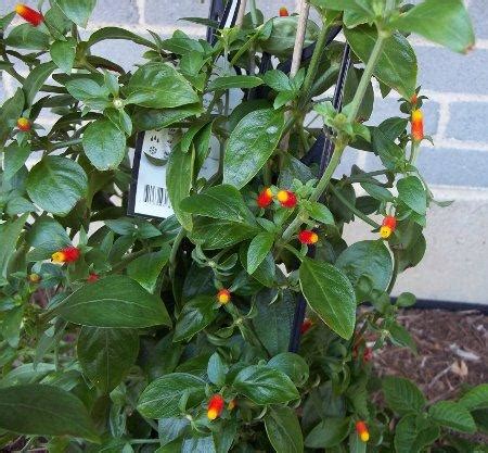 We did not find results for: Manettia inflata (Brazilian Firecracker, Candy Corn Vine ...