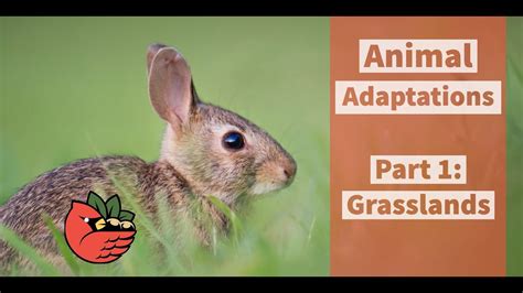 Animal Adaptations Part 1 Grasslands Youtube