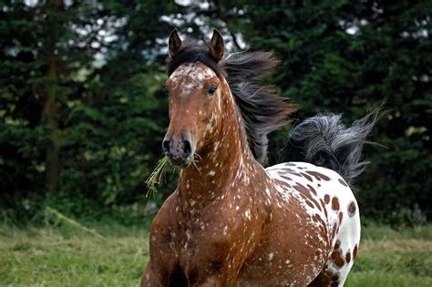 A Guide To Understanding Appaloosa Horse Coat Genetics