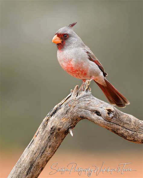 Colorful Pyrrhuloxia From South Texas Shetzers Photography