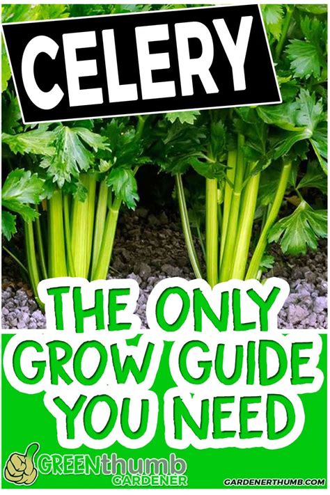 Here's how to regrow celery: Growing celery is one of the vegetables that are grown in ...
