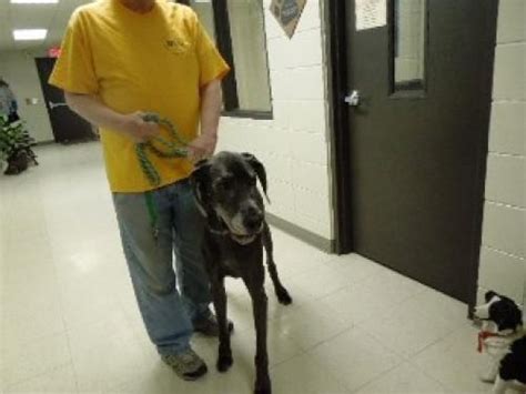 Great Dane Shelter Sioux City Pets Great Dane Sioux City