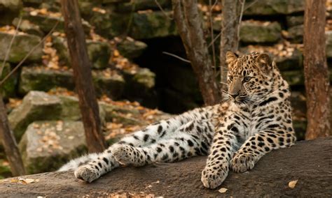 How Fast Are Amur Leopards And 9 Other Amur Leopard Facts Stories Wwf