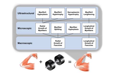 Mechanisms For Hypertrophy