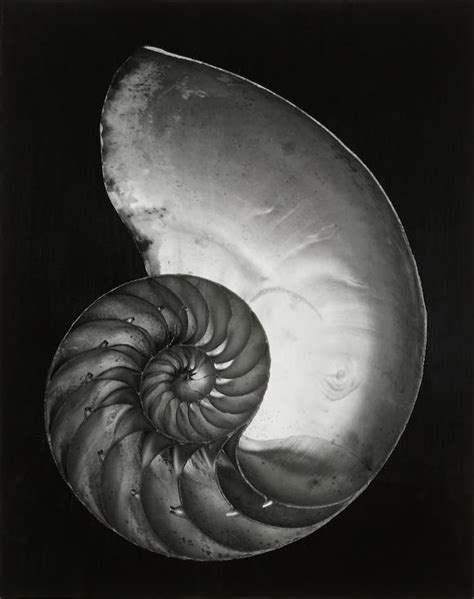 Bonhams Edward Weston 1886 1958 Nautilus Shell Half