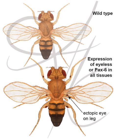 Each glomerulus receives input from only one type of odorant receptor neurons (orns). Genetic Mutations of Drosophila melanogaste (fruit fly) on ...