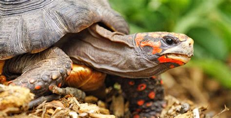 Red Footed Tortoise How To Care For Them Complete Guide Reptile