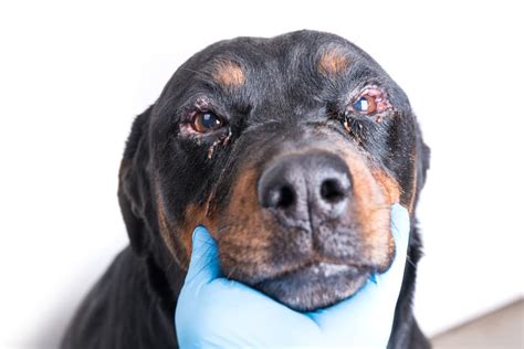 Treatment may require surgery, antibiotics,. Red Eyes in Dogs | Great Pet Care