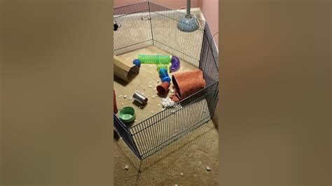 How To Set Up A Rat Playpen Youtube