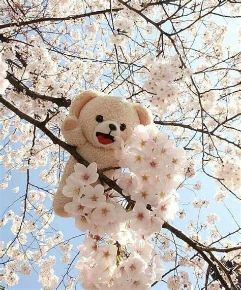 Pin By Maher Falak On Teddy Teddy Bear Pictures Bear