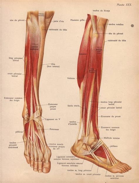 Items Similar To 1905 Leg Muscles Tendons And Ligaments Print Human