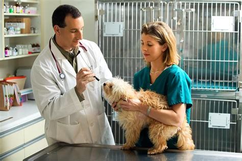 Veterinary Technician Education And Career Information
