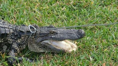Florida Man Finds 8 Foot Alligator In His Pool