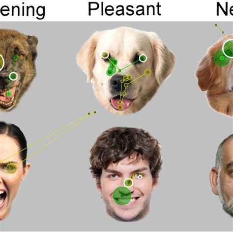 Stronger Brain Responses From Dogs For Faces Versus Objects Images