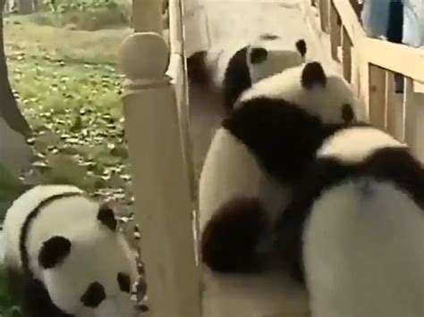 Viral Video These Pandas Playing On A Slide Will Definitely Make You
