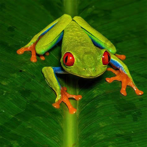 Red Eyed Tree Frog 2 Photography Art John Martell Photography