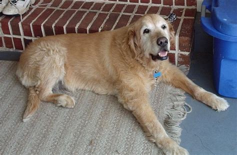 File15 Year Old Golden Retriever Wikipedia