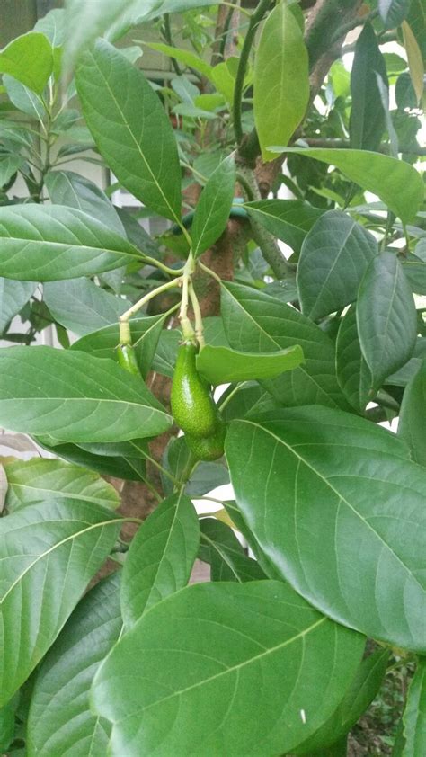 And you get much more fruit if you have a type a tree next. 11 y.o. avocado tree from seed, 1st time giving fruit ...