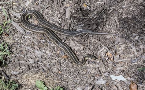 Eastern Garter Snake Free Stock Photo Public Domain Pictures