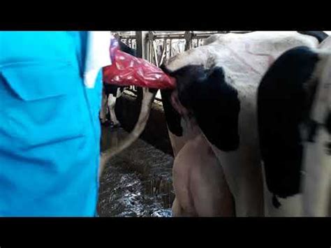 Artificial Insemination In Dairy Cattle 2 YouTube