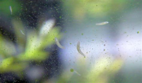 5:36 aquarium ousuke 220 304 просмотра. 自作のLED照明で水草水槽に挑む: うちの水槽にわいた害虫たち