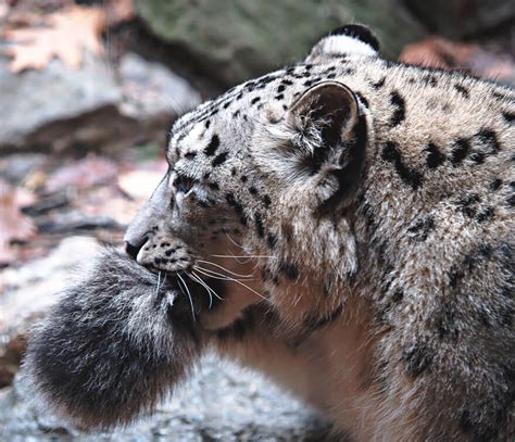 Why Do Snow Leopards Bite Their Tails We Have Adorable Pictures