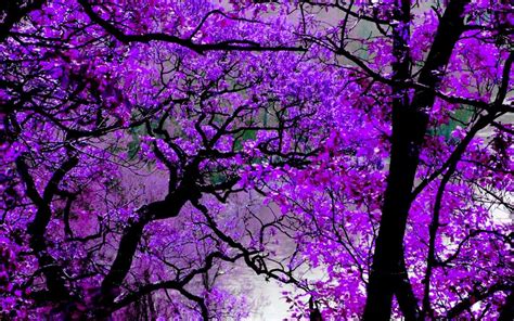 Purple Nature Photography