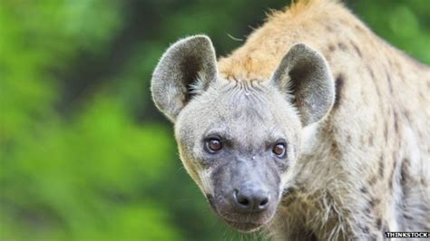 The Urban Hyenas That Attack Rough Sleepers Bbc News