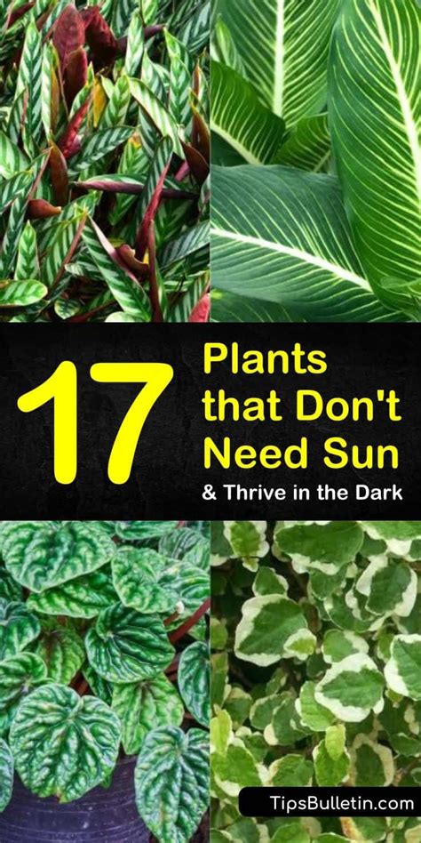 17 Amazing Plants That Dont Need Sun And Thrive In The Dark Low Light