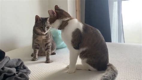 Feline Follies: Hilarious Cat Videos to Make You LOL! - YouTube