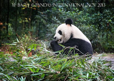 Pandas International Endangered Means We Have Timeextinction Is Forever