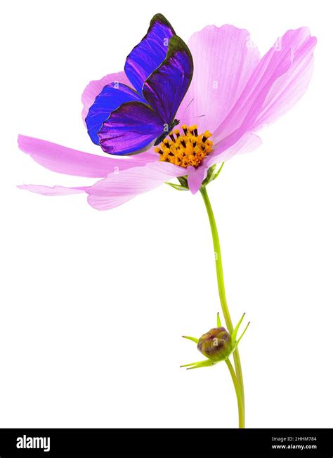 Cosmos Flower And Purple Butterfly Isolated On White Background Pink