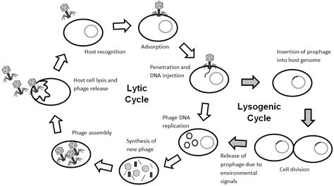 What Are The 5 Stages Of The Lytic Cycle Slidesharedocs