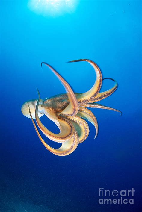 Hawaii Day Octopus Photograph By Dave Fleetham Printscapes Pixels