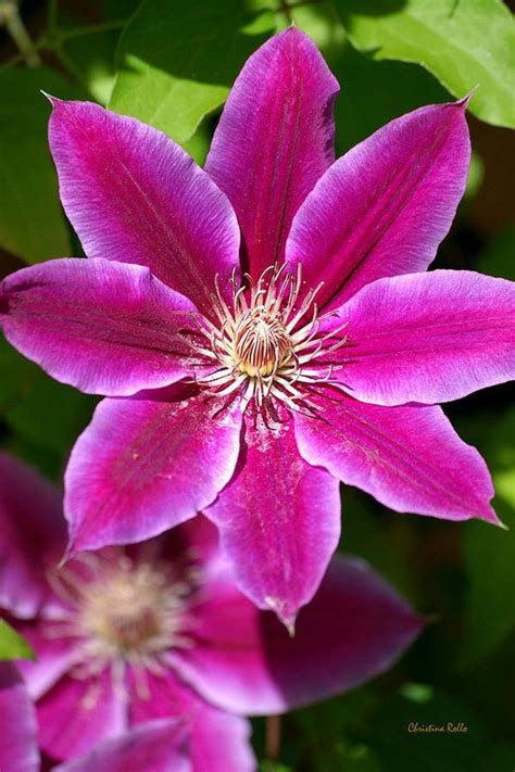 Pink champagne™ is a strong climber with a fairly narrow expanse, meaning it this article deals only with the clematis that fall into either pruning group 2 or group 3. Pink Clematis Flower Art Print by Christina Rollo | Flower ...