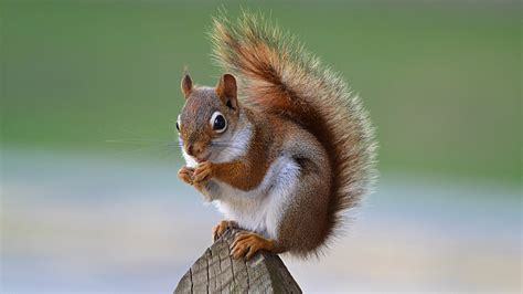 Wallpapers Hd Squirrel