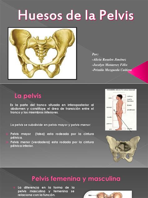 Huesos De La Pelvis Pelvis Sistema Musculoesquelético