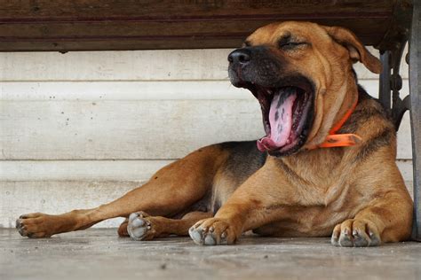 Is A Dog Yawning A Sign Of Stress