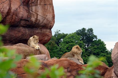 8 Largest Zoos In The World With Photos And Map Touropia