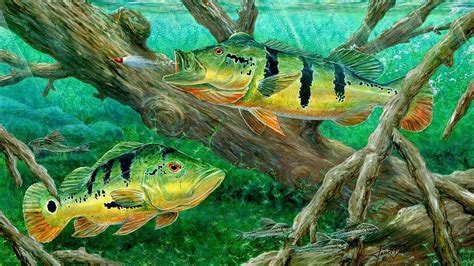 Fishing Backgrounds 61 Images