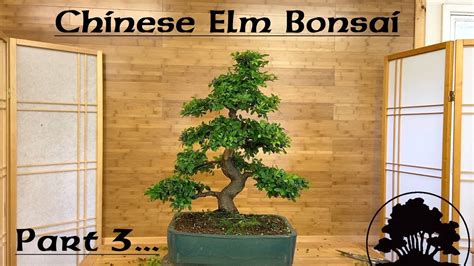 Chinese Elm Pruning Part 3 Greenwood Bonsai Youtube