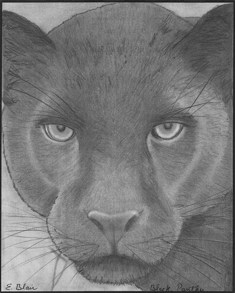 Black Panther Drawing By Eileen Blair