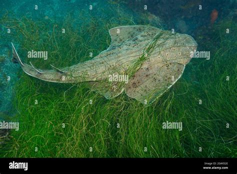 The Pacific Angel Shark Squatina Californica With ItÕs Flat Body And