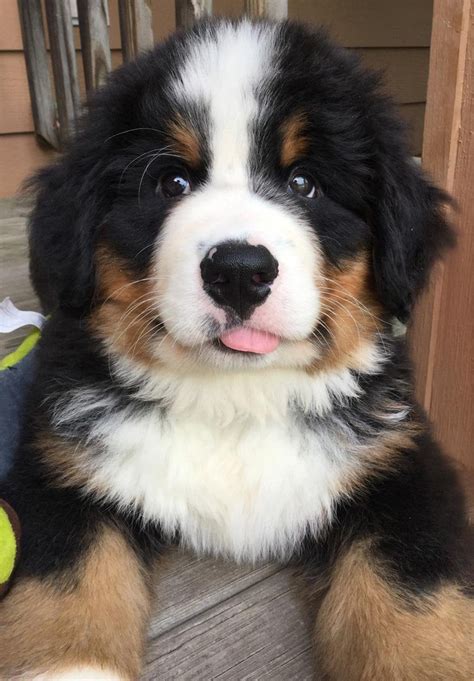 Our New Bernese Mountain Dog Puppy Marshal Raww