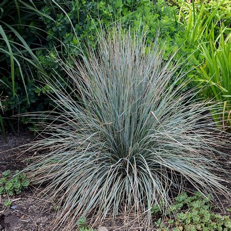 Helictotrichon Sempervirens Blue Avena Grass High Country Gardens