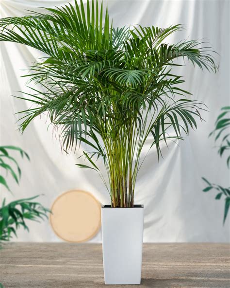 Areca Palm Tree Elegant Feathery Fronds