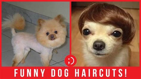 Funny Dog Haircut Fails Dog Grooming Video Compilation Youtube